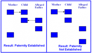 paternity test